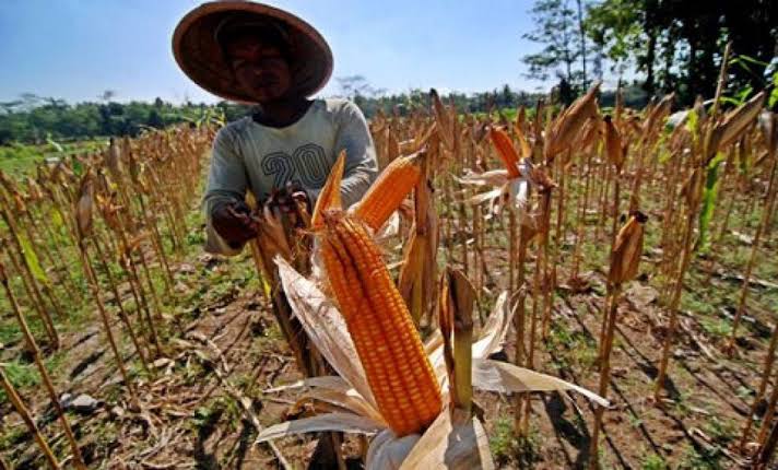 Jelang Pelantikan Sri-Gamalis, Vitalis Harapkan Sektor Pertanian jadi Prioritas