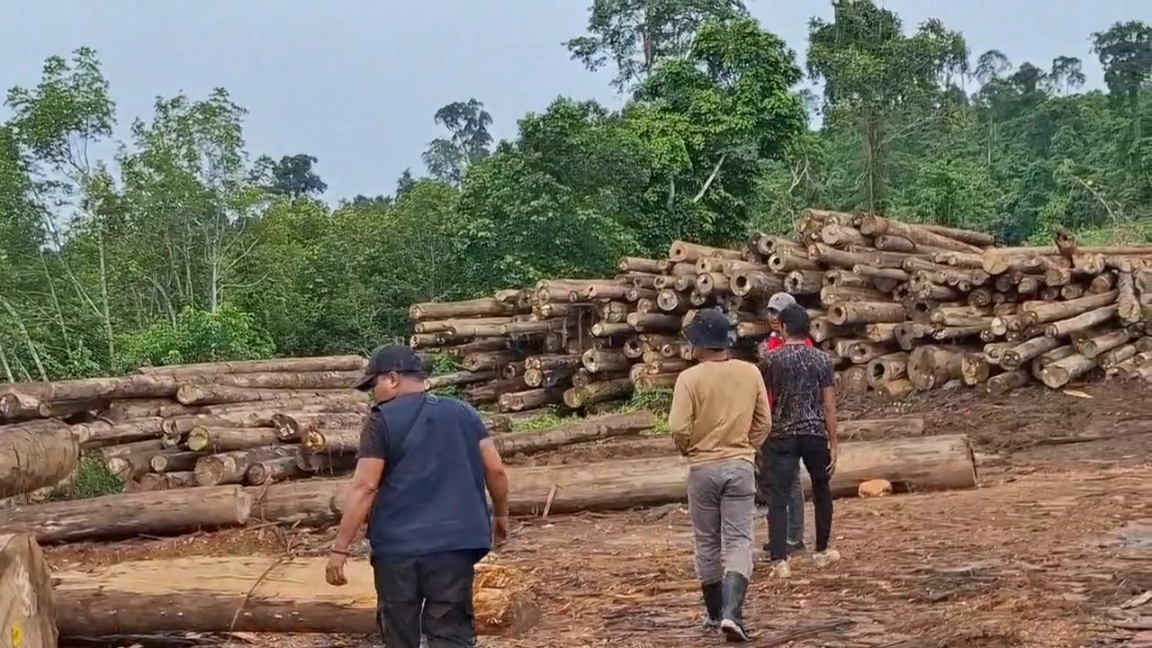 Warga Pilanjau Pertanyakan Bagi Hasil Kayu Log, Pihak Kampung dan Perusahaan Belum Beri Hak Jawab