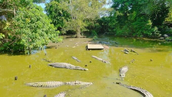 Wacana Pembuatan Penangkaran Buaya, DPRD Dukung dan Berpesan Mengenai Keamanannya