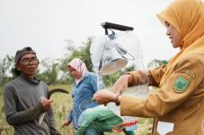 Perangkap Hama Ramah Biaya Kini Dikembangkan bagi Petani Padi di Berau, Kurangi Ketergantungan Zat Kimia