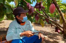 Produksi Kakao dan Kelapa Dalam Direncanakan hingga 400 Hektare di 2026