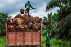 Sektor Perkebunan Tak Kalah Menarik Sebagai Pilihan Pekerjaan, Program Hilirasi Diimbau Subroto Ikut Dikembangkan di Daerah