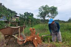Ironi Berau: Lahan Melimpah, Petani Musnah, Anggaran Terbatas