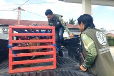 Bekantan yang Masuk ke Permukiman Warga, Dikirim BKSDA Berau ke Long Sam untuk Rehab dan Dilepasliarkan