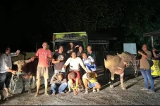 Beraksi pada Tengah Malam, Komplotan Pencuri Kerbau di Sambaratta Diringkus Polisi