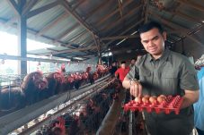 Sri Kumala Lirik Potensi Ayam Petelur Bisa Dikembangkan di Berau