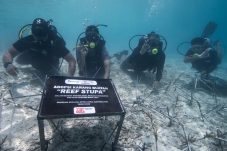 Aksi Peduli Ekosistem Bawah Laut, PT Berau Coal dan Mitra Kerja Lakukan Transplantasi Terumbu Karang