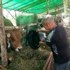 Harga Sapi Kurban di Berau Melonjak 20 Persen, Diduga Dipicu Ongkos Kirim dan BBM