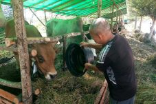Harga Sapi Kurban di Berau Melonjak 20 Persen, Diduga Dipicu Ongkos Kirim dan BBM