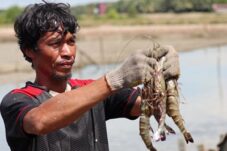 DPRD Berau Dukung Pengembangan Budidaya Udang Windu