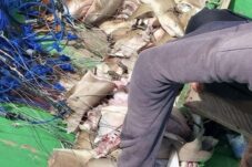 Jaga Ekosistem Laut Berau, DPRD Minta Usut Jaringan Pemburu Hiu dan Desak Pengawasan Secara Ketat