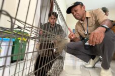 Anakan Beruang Madu Dievakuasi dari Rumah Warga di Tanjung Redeb, Akan Direhabilitasi ke Long Sam Sebelum Dilepasliarkan