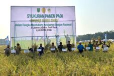 Labanan Jaya Panen Padi di Tengah Kekeringan, Pemkab Berau Perkuat Sektor Pertanian